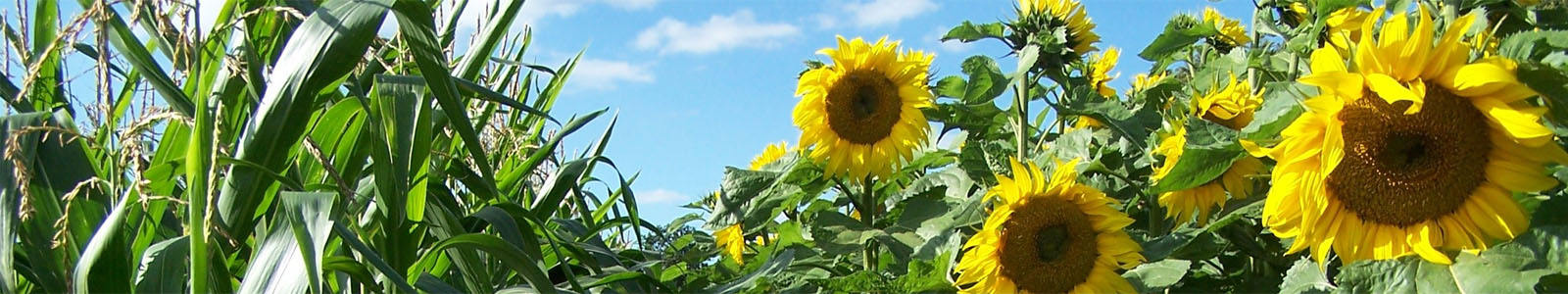 Sonnenblumen und Maispflanzen © Dienstleistungszentren Ländlicher Raum
